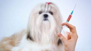 порода Вакцинация собак Вакцинация собак